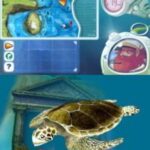 Dolphin Island – Underwater Adventures (Europe) (En,Fr,De,Es,It,Nl) (NDSi Enhanced)
